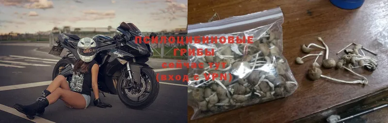 Галлюциногенные грибы Psilocybine cubensis  наркошоп  Гусиноозёрск 